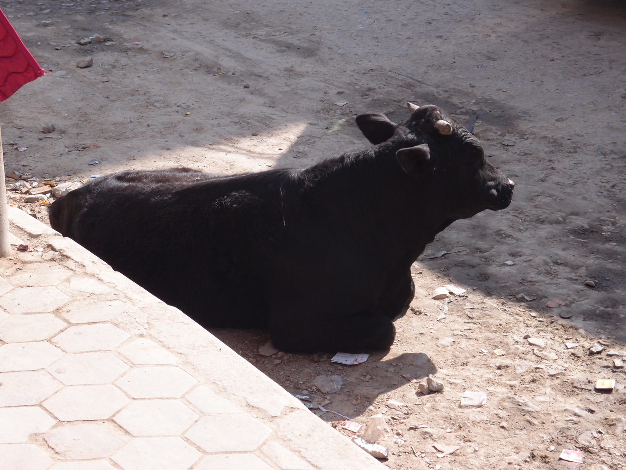 2018-01-17 10 Uhr - Boudha Road (Audio, Foto, Video) 